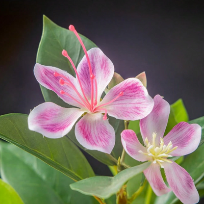 Artificial Azalea Plant 31cm